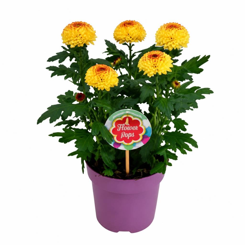 Flower Pops – Hofer