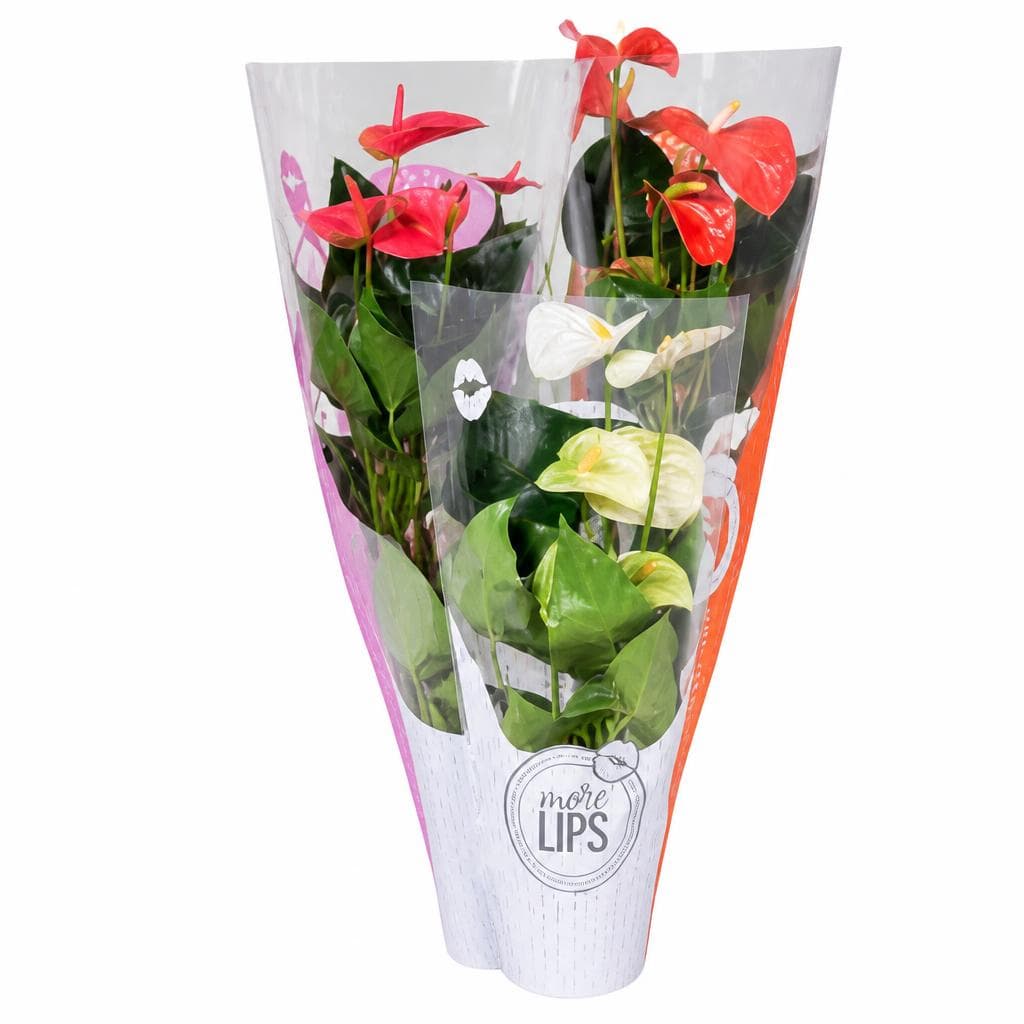 Flamingo-Blumen "More Lips", 17 cm Topf, ca. 65 cm hoch – Penny