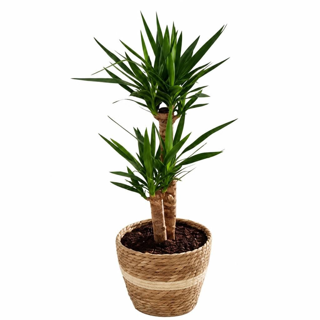 Exklusive-Grünpflanze, Ø 22 cm – Hofer