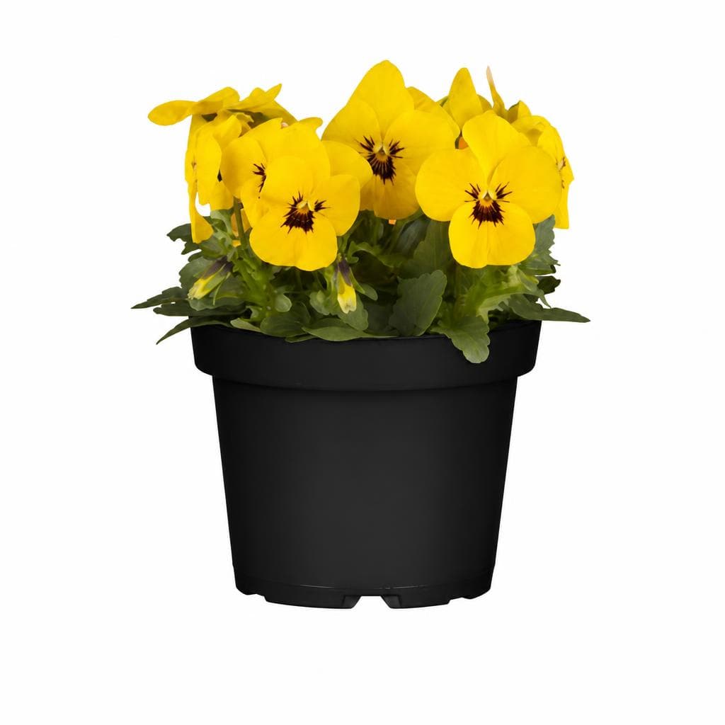 Stiefmütterchen, 1 Stück – Obi