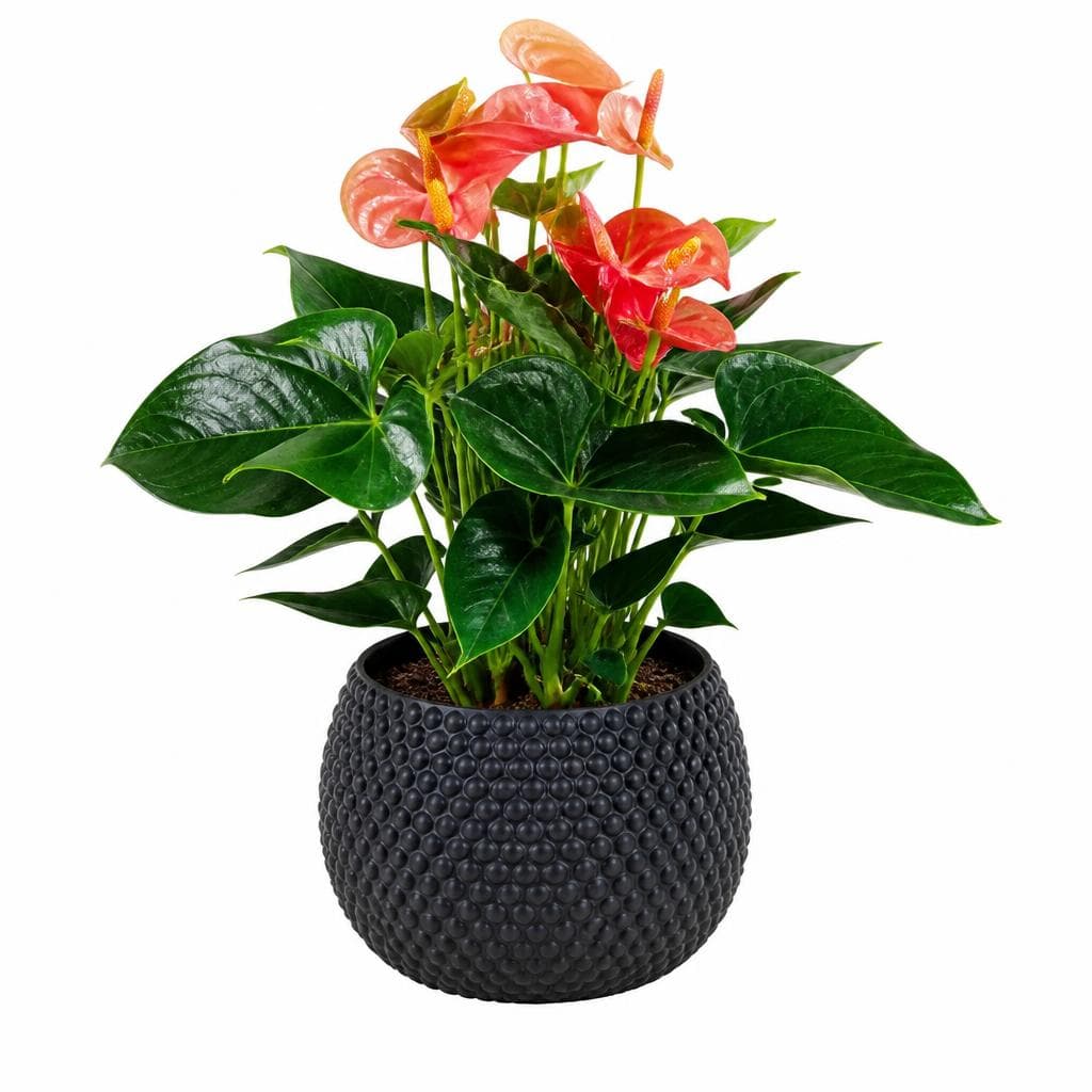 Flamingoblume XL "Anthurie" – Norma