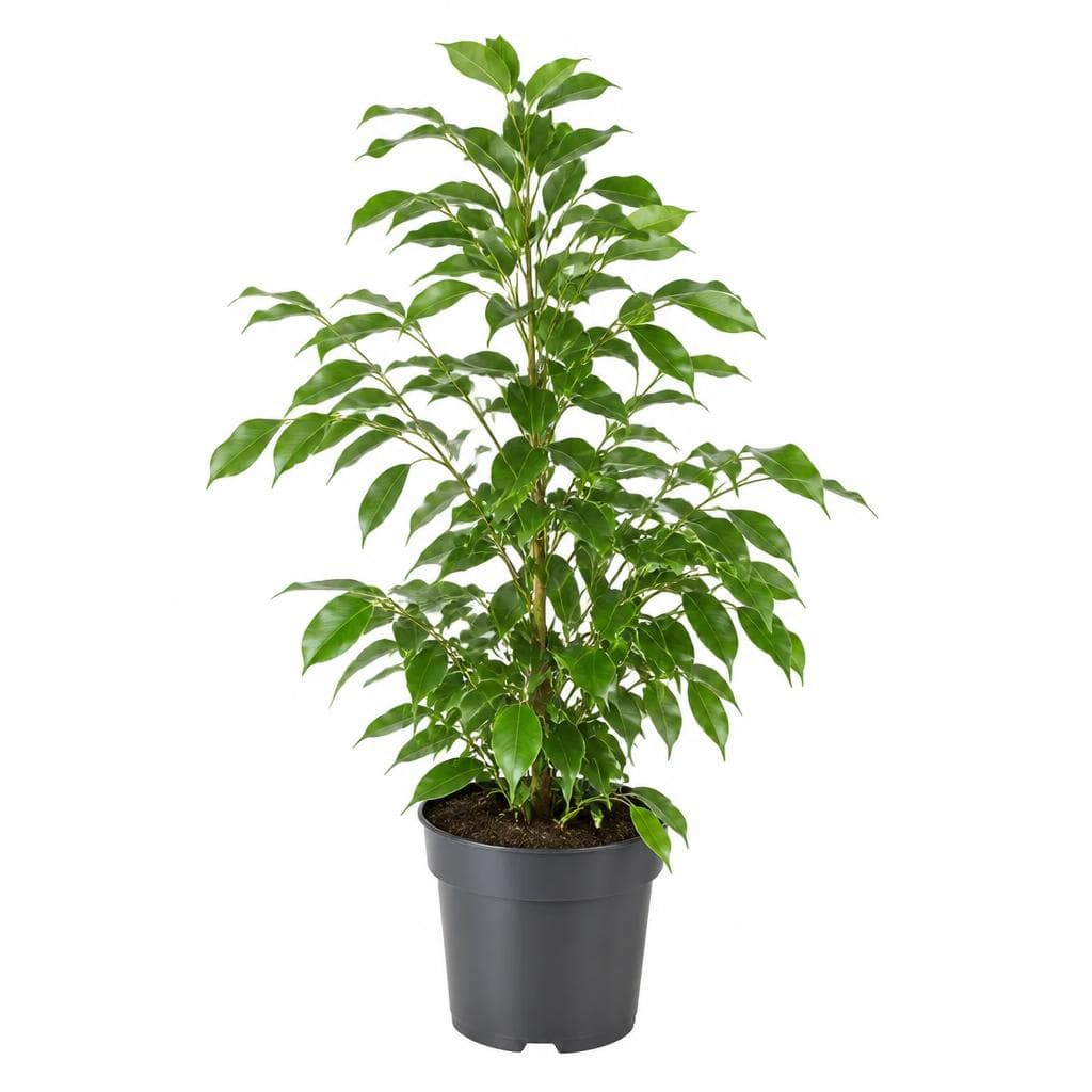 Ficus Grünpflanze, in 17 cm Topf, ca. 60 cm hoch – Eurospar