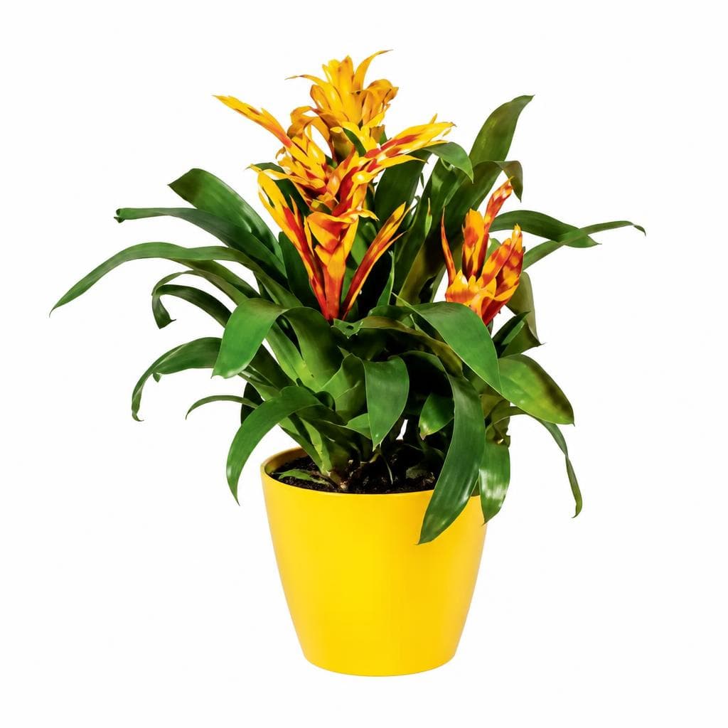 Bromelien Deluxe, Ø 13 cm – Hofer
