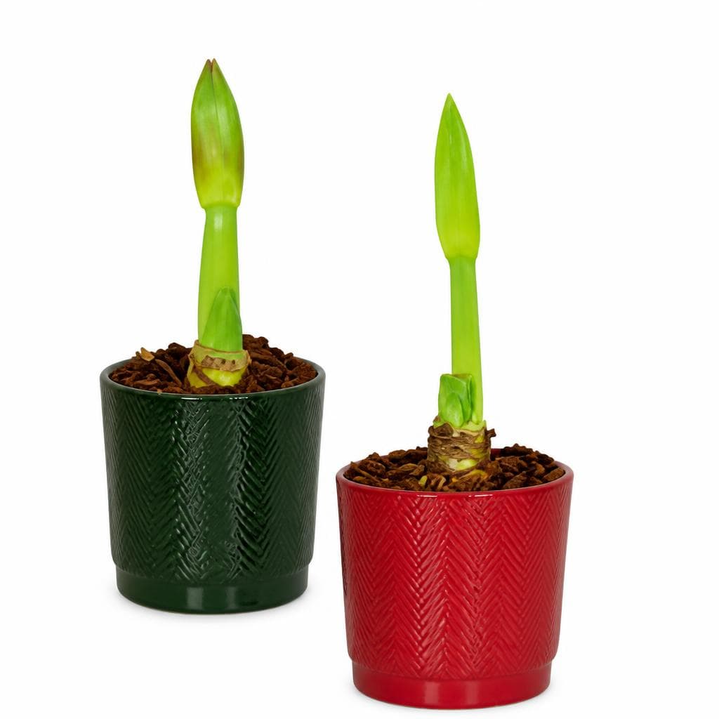 Amaryllis – Hofer