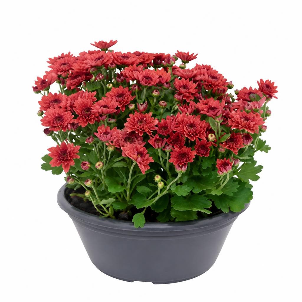 Chrysantheme in der Schale, 25-30 cm – Norma