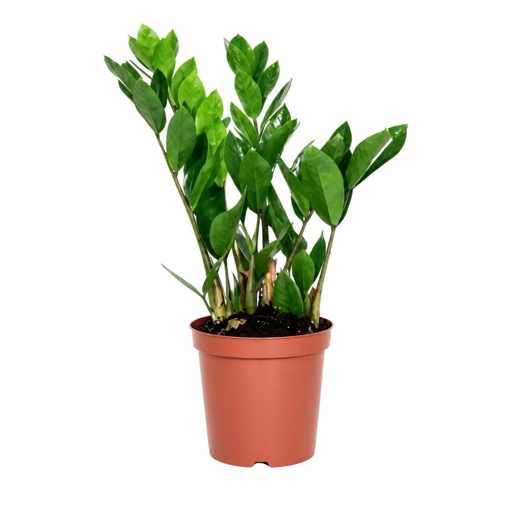 Glücksfeder, im 12 cm Topf, ca. 35 cm hoch – Penny