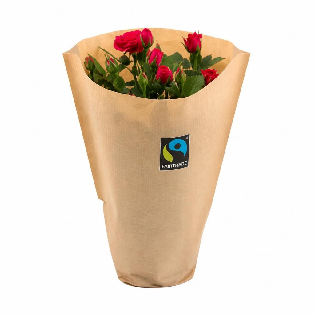 Topfrosen in Papiertüte, 14-cm-Topf, ca. 35 cm hoch – Penny