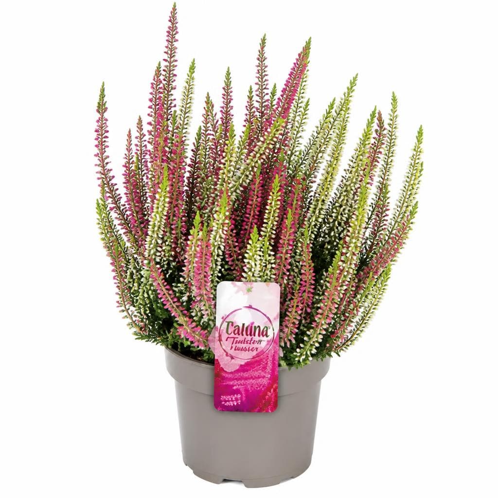 Calluna Twister – Norma
