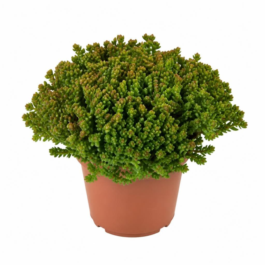 Sedum Mix Fetthenne 12 cm-Topf Angebot bei Bauhaus