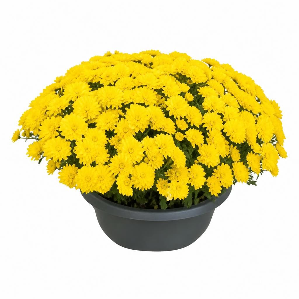 Chrysantheme multiflora – Lagerhaus