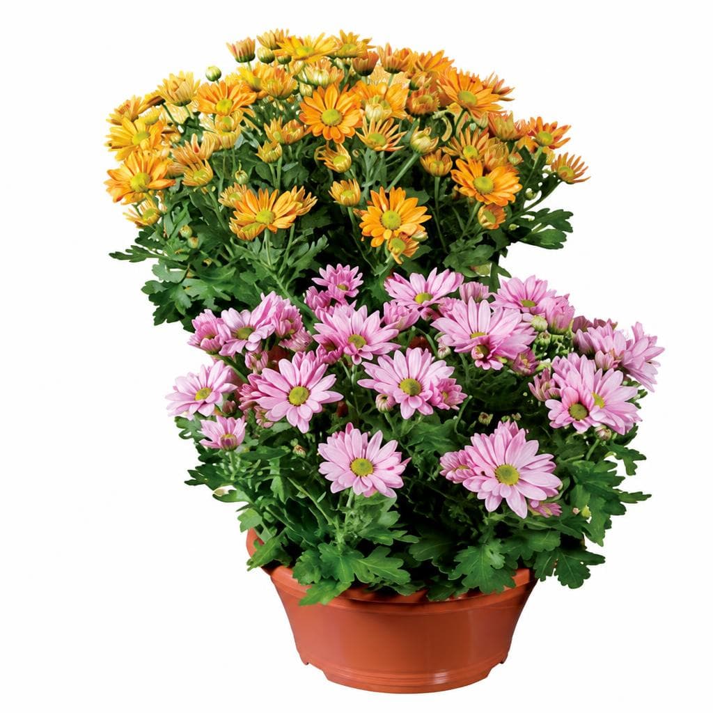Chrysanthemenschale – Lidl