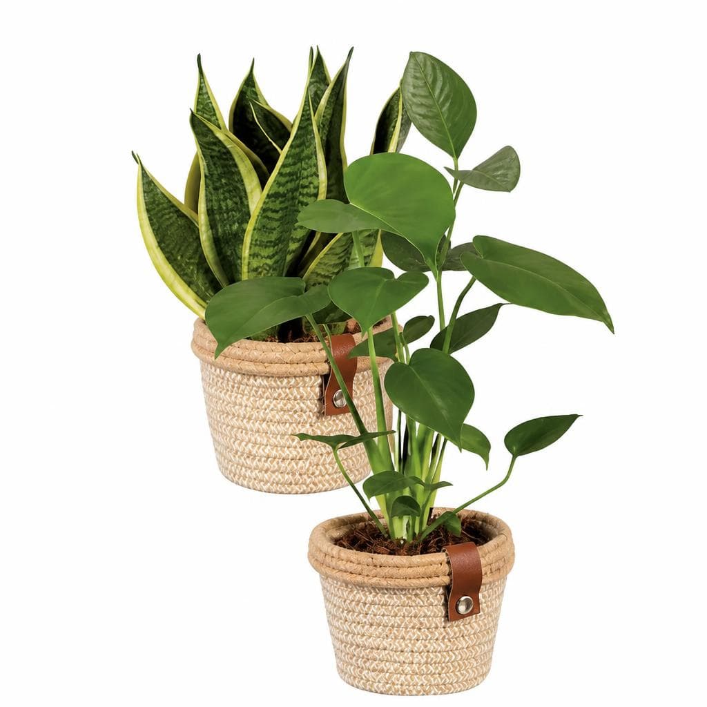 Grünpflanze im Korb "Noah de Luxe" Angebot bei Lidl