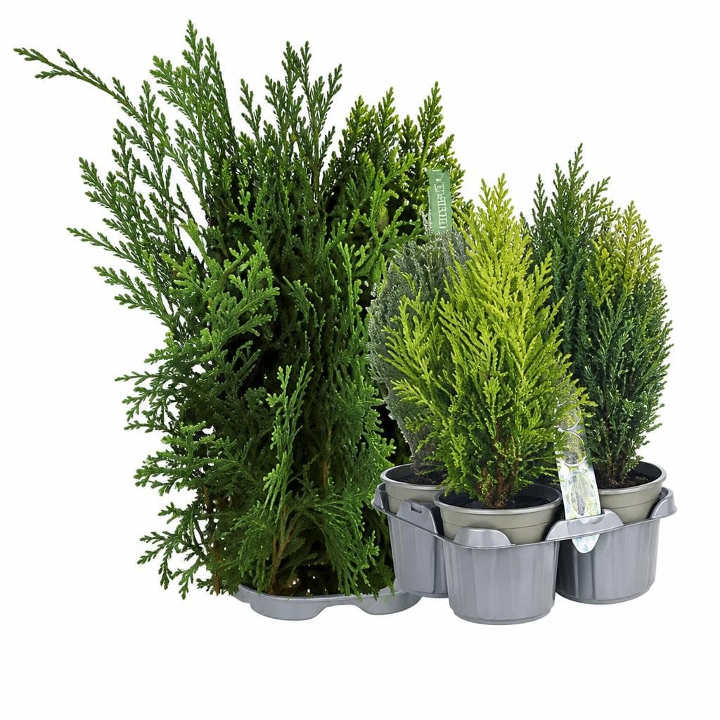 Koniferen-Mischung, 4er TRAY – Norma