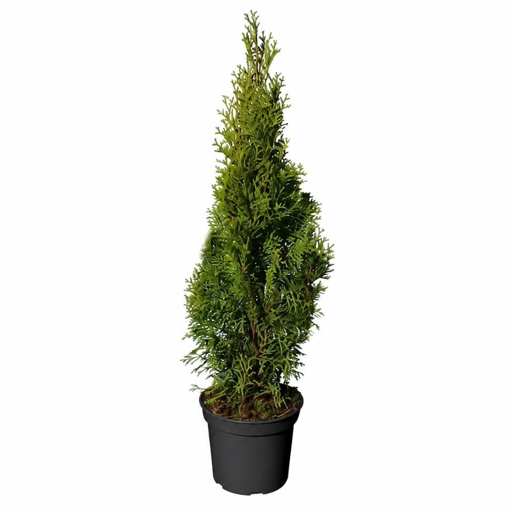 Thuja Smaragd – Lagerhaus