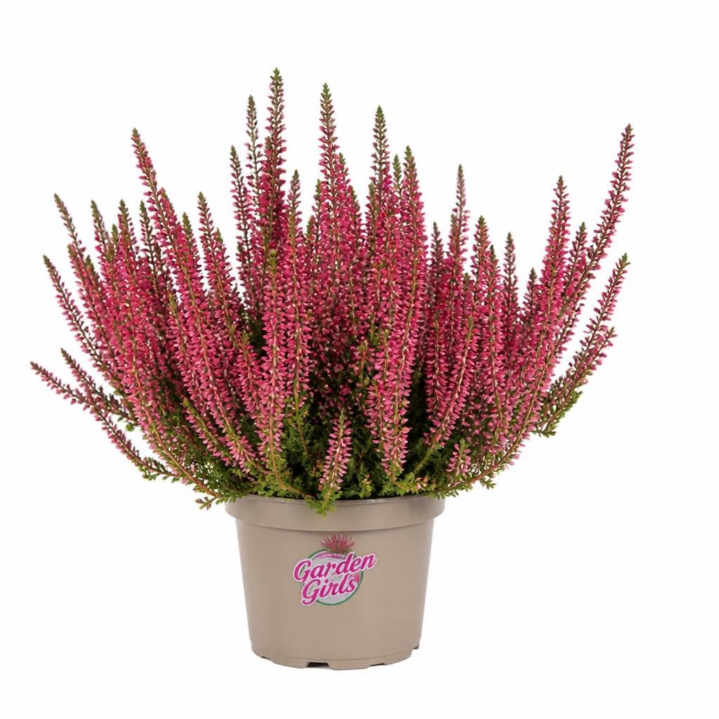 Erika Calluna "Garden Girls", Im 13 cm Topf – Interspar