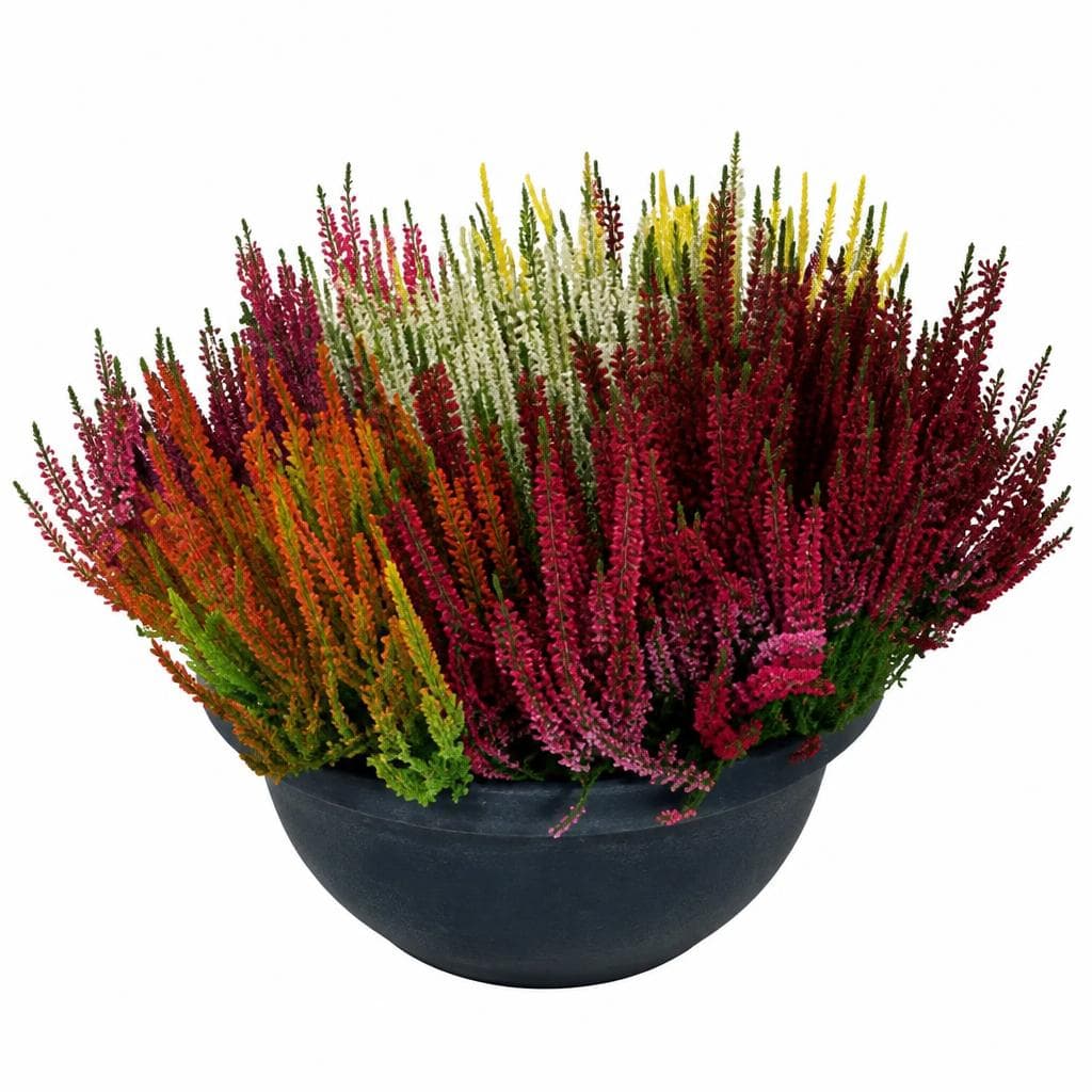 Callune 'Mosaica Schale', 40-cm-Schale – Hofer