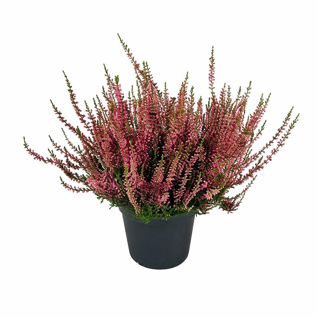 Calluna "Beauty Ladies", 11 cm Topf, ca. 25 cm hoch – Penny