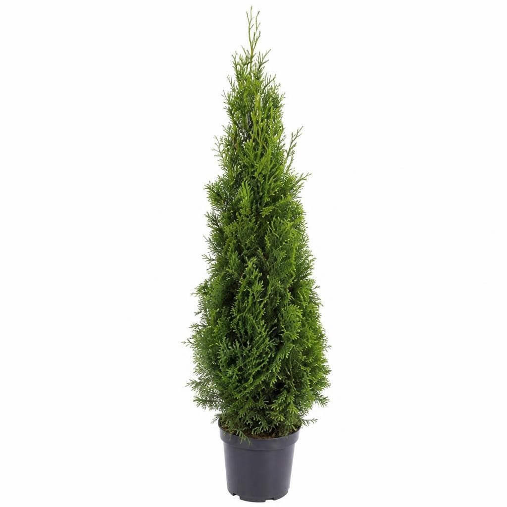 Heckenpflanze XXL winterfest, 140-160 cm – Norma