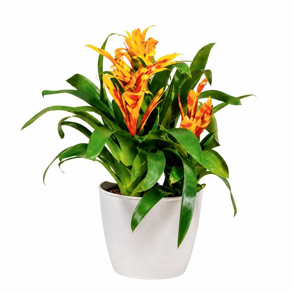 Bromelien Deluxe, 3 Pflanzen, Ø ca. 19 cm – Hofer
