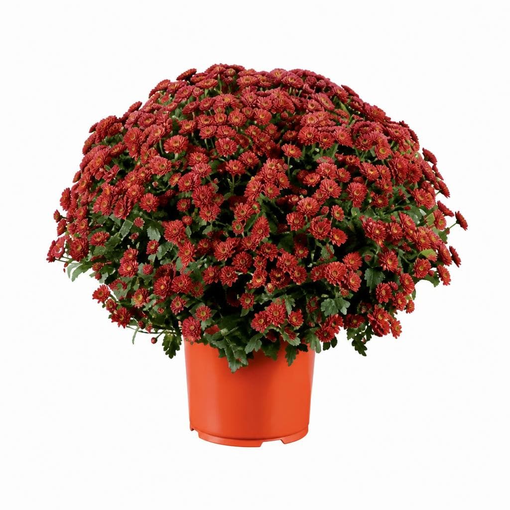 Chrysanthemenbusch – Lidl