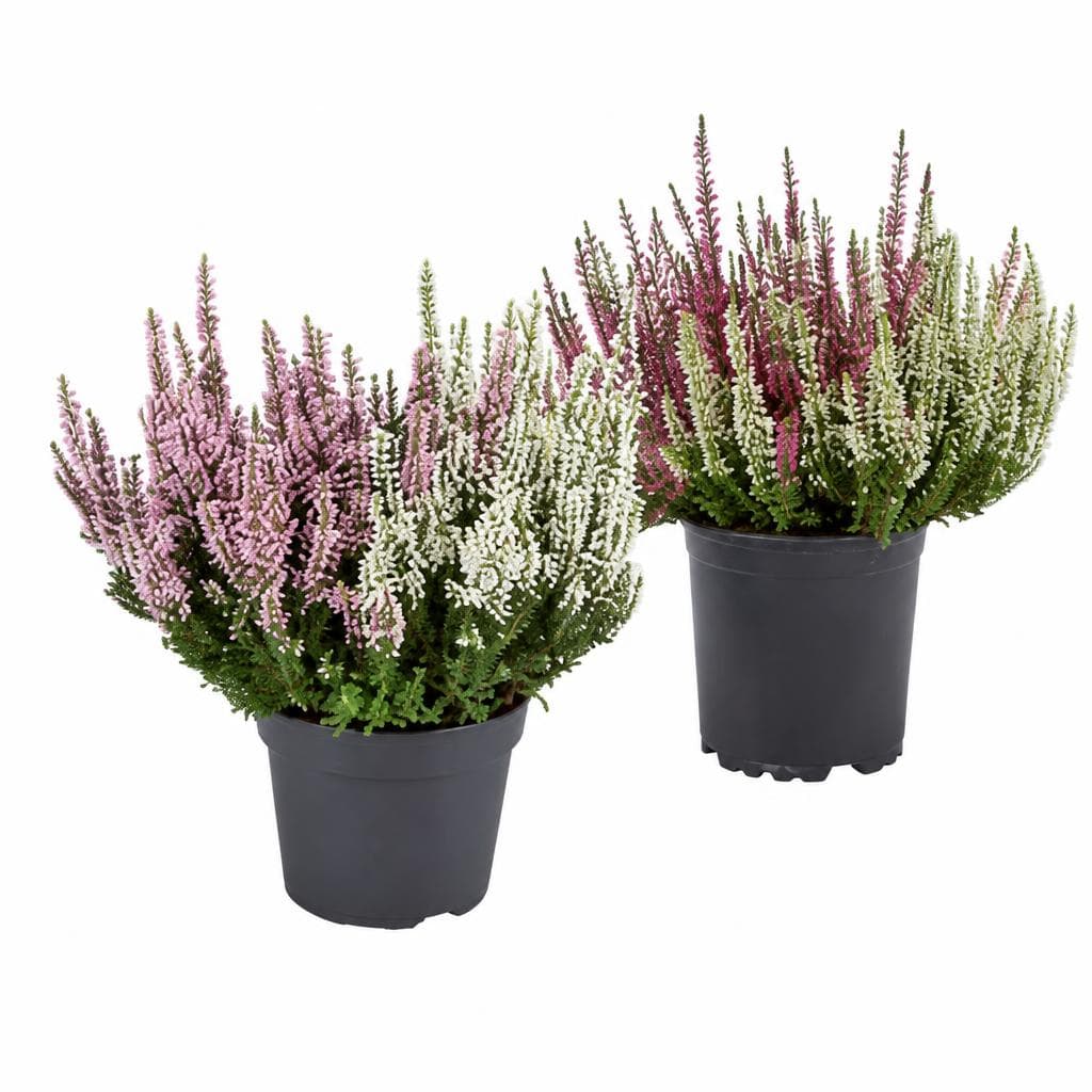 Calluna vulgaris Duo, Ø-Topf: 12 cm; Höhe inkl. Topf: 25-31 cm – Lidl