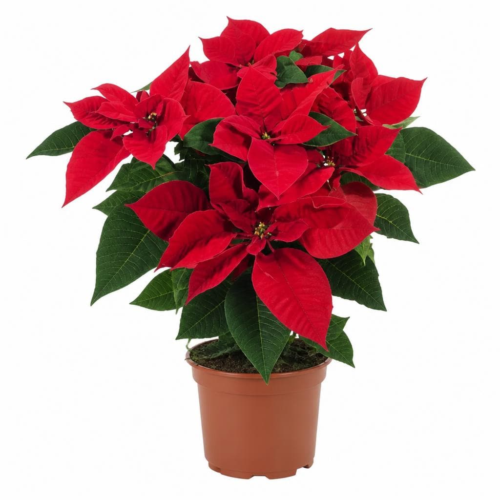 Weihnachtsstern – Bauhaus