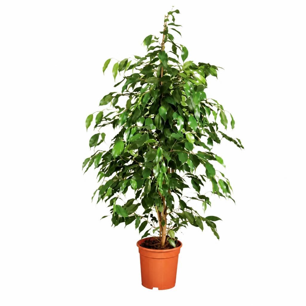 Solitärpflanze, Ø-Topf: 21 cm; Höhe inkl. Topf: 80-140 cm – Lidl
