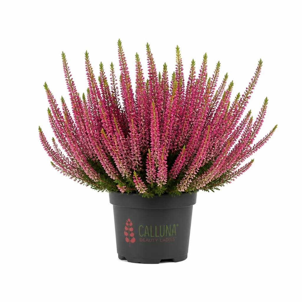 Callune 'Symphony', 11-cm-Topf – Hofer