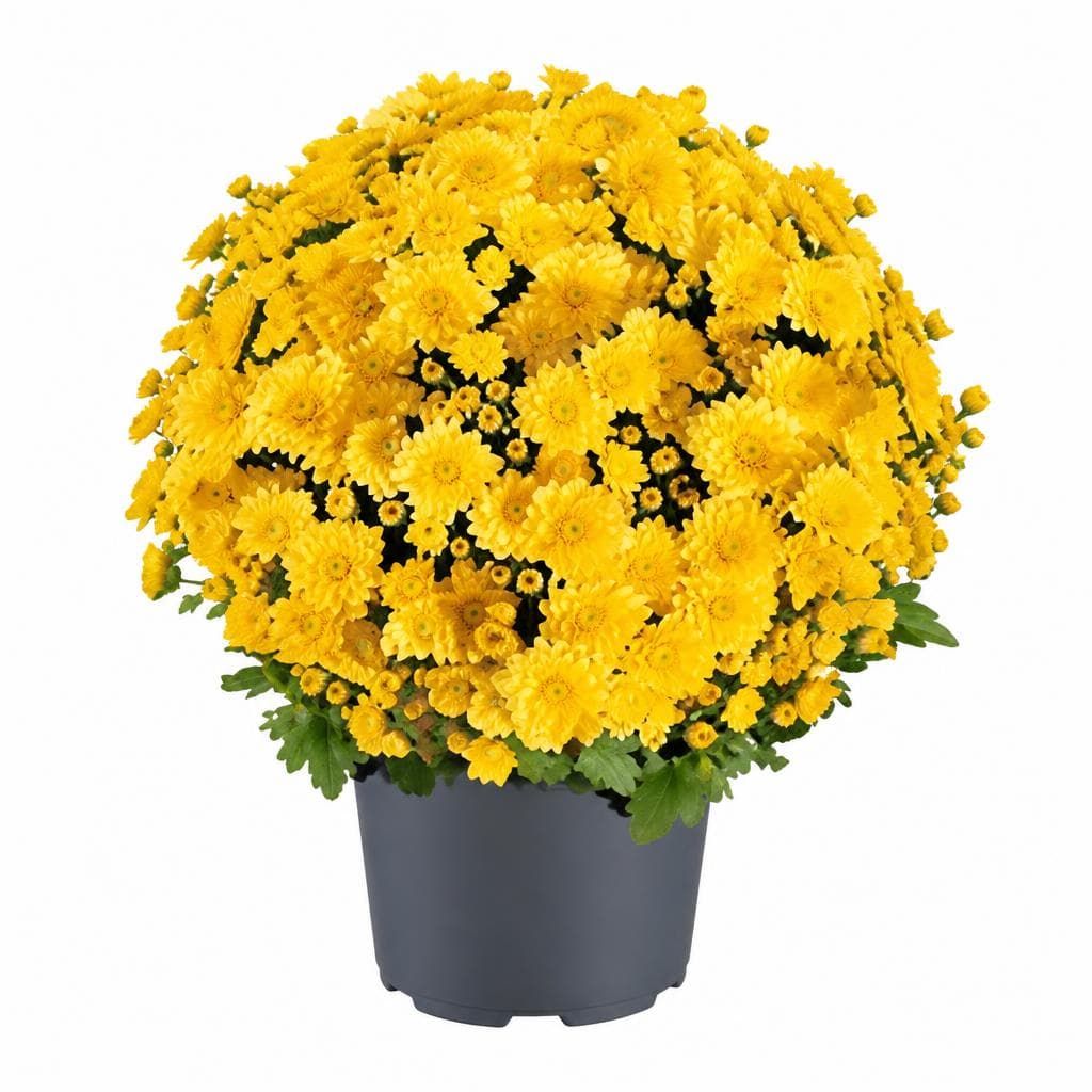 Kugelchrysantheme, 14 cm-Topf – Lagerhaus