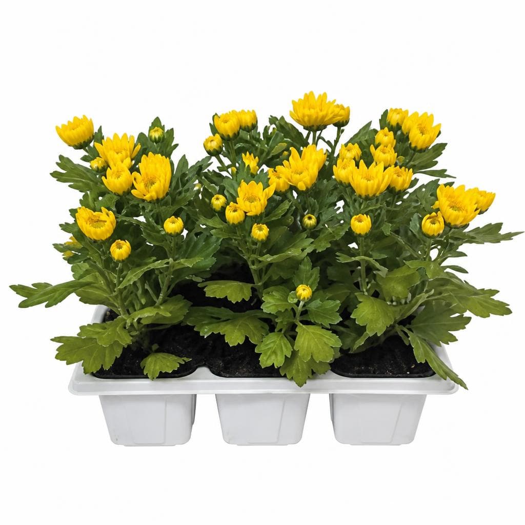 Multiflora-Chrysantheme 6er-Tray Angebot bei Lagerhaus