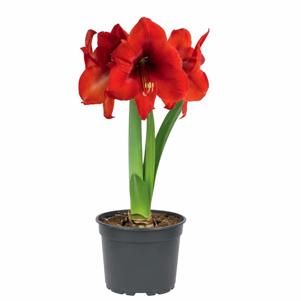 Amaryllis, 13-cm-Topf – Hofer