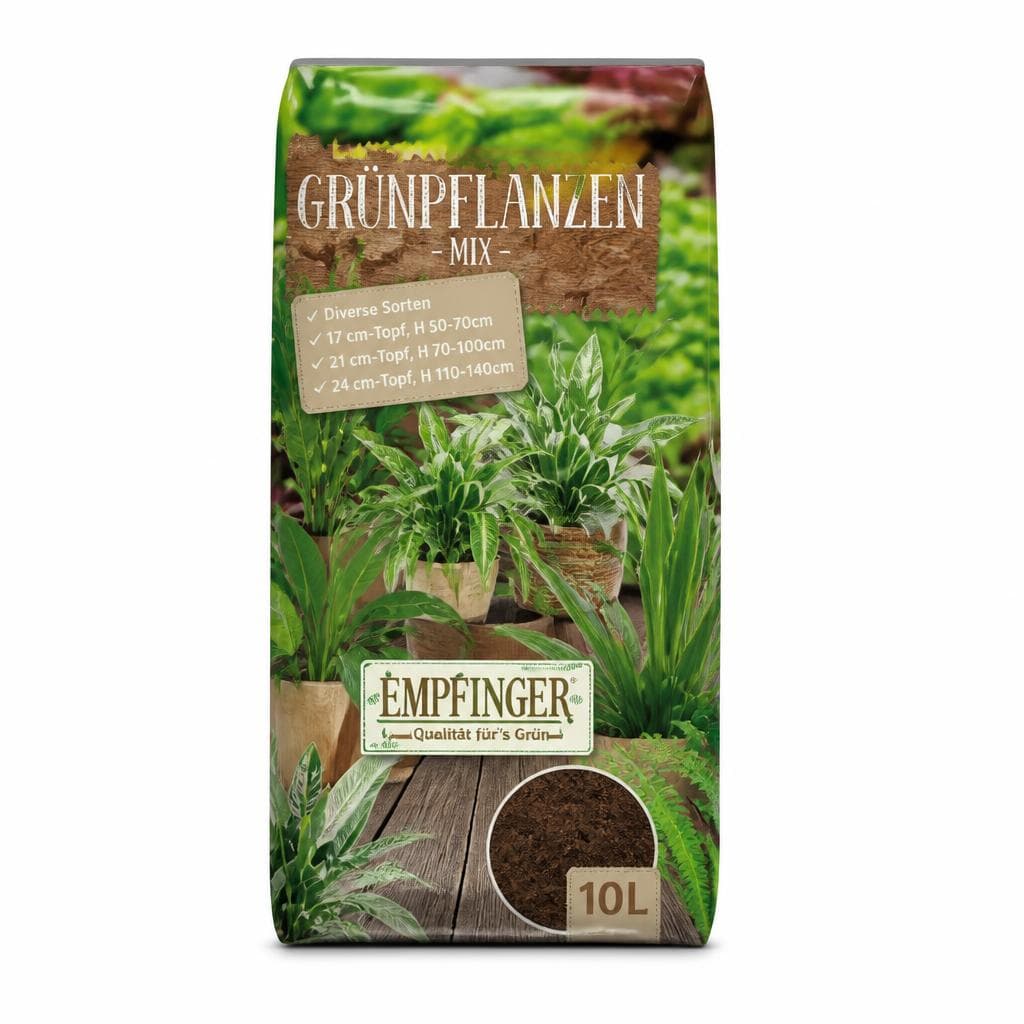 Grünpflanzen Mix 17 cm-Topf, H 50-70 cm Angebot bei Bauhaus