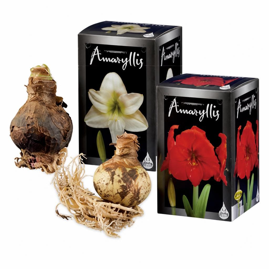 Amarylliszwiebel – Lidl