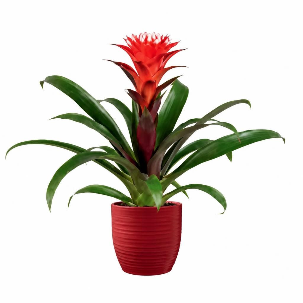 Bromelien „More Lips“, 1 Stk. – Penny