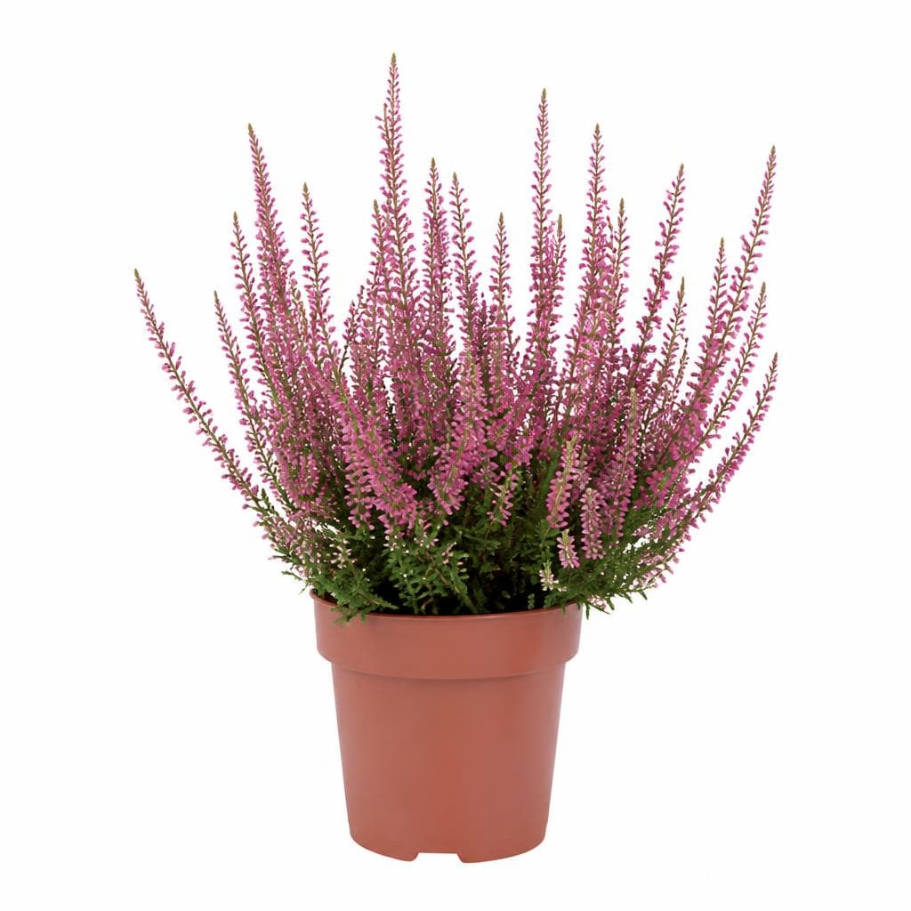 Calluna vulgaris – Lidl