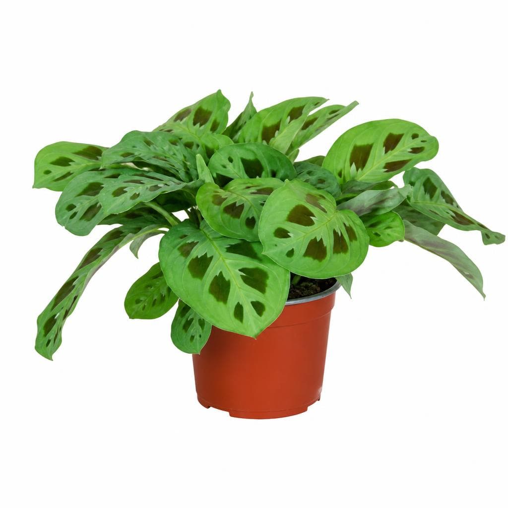 Lufterfrischer-Grünpflanze, 12-cm-Topf – Hofer