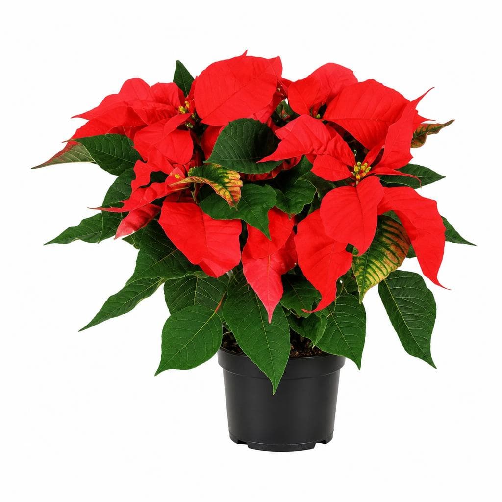 Weihnachtsstern – Norma