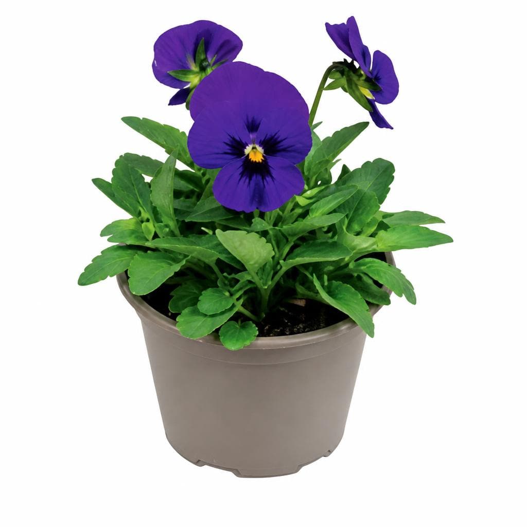 Violen, kleinblütige Sorten, im 9-cm-Topf – Hofer