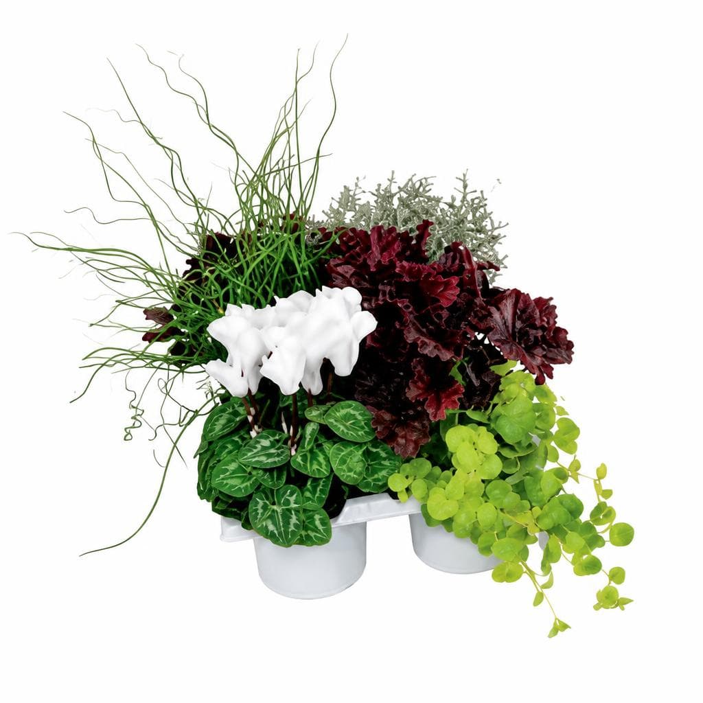 Silber-/Herbstmix, im 6er-Tray – Hofer