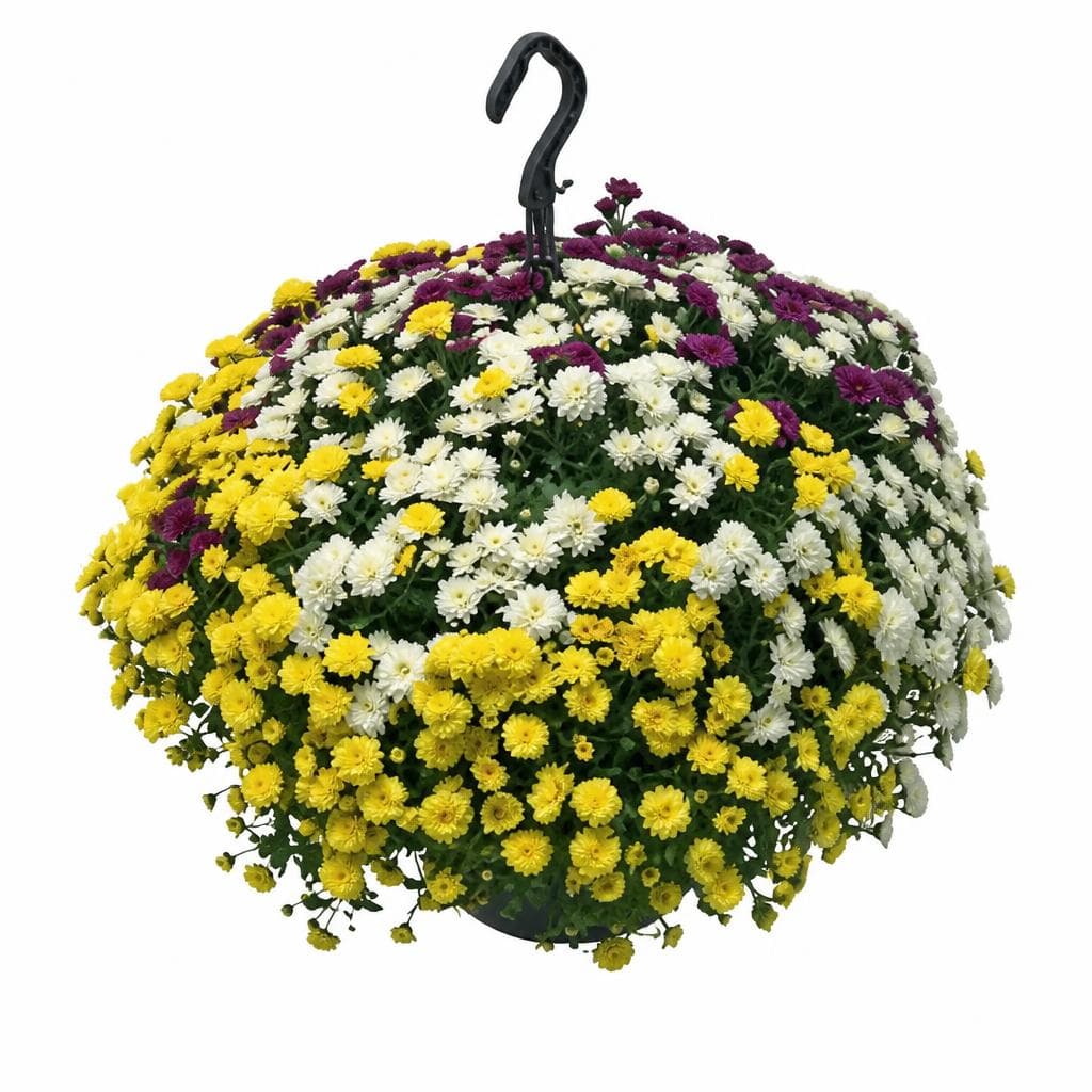 Chrysanthemen-Ampel – Hofer