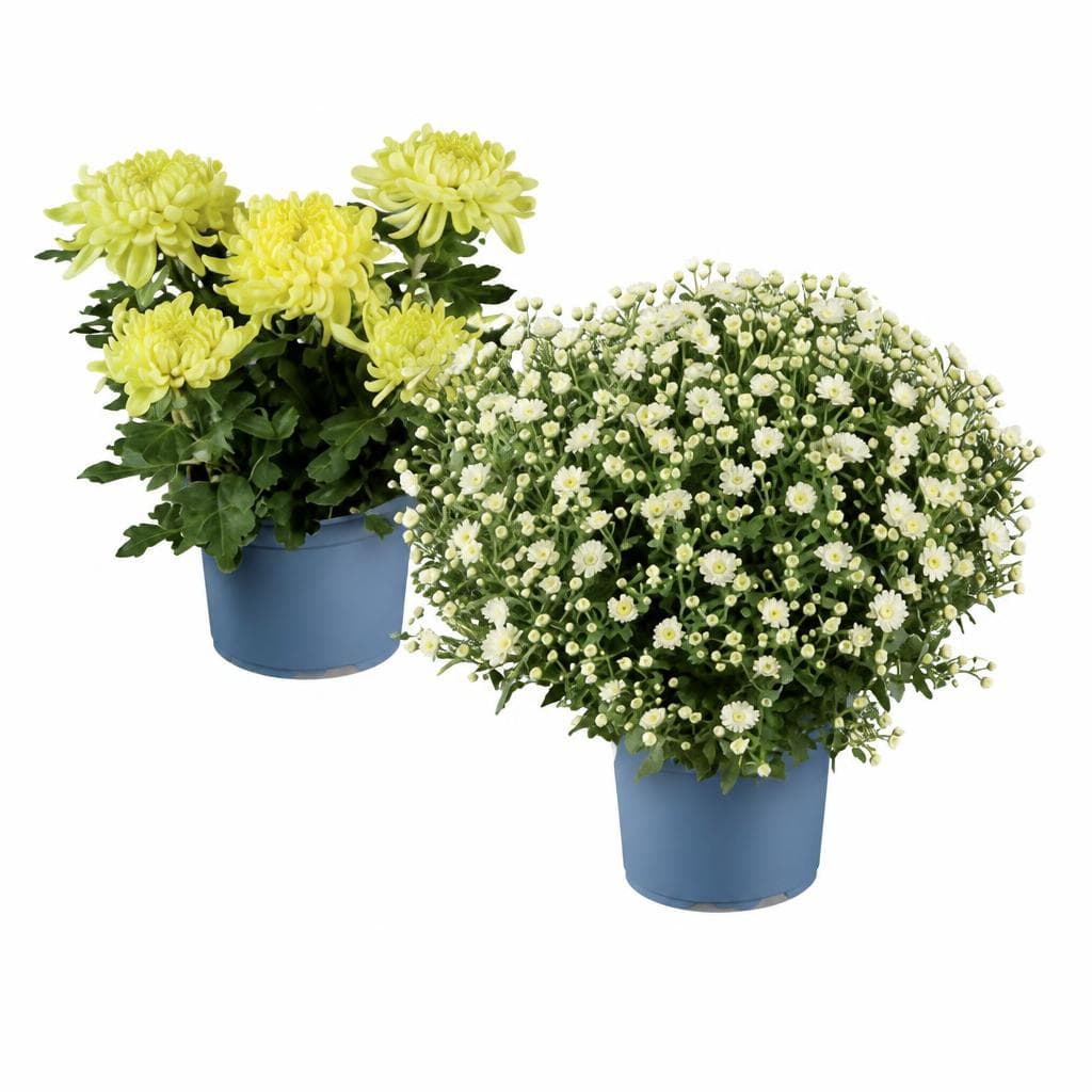 Deko- oder Buschchrysantheme – Lidl