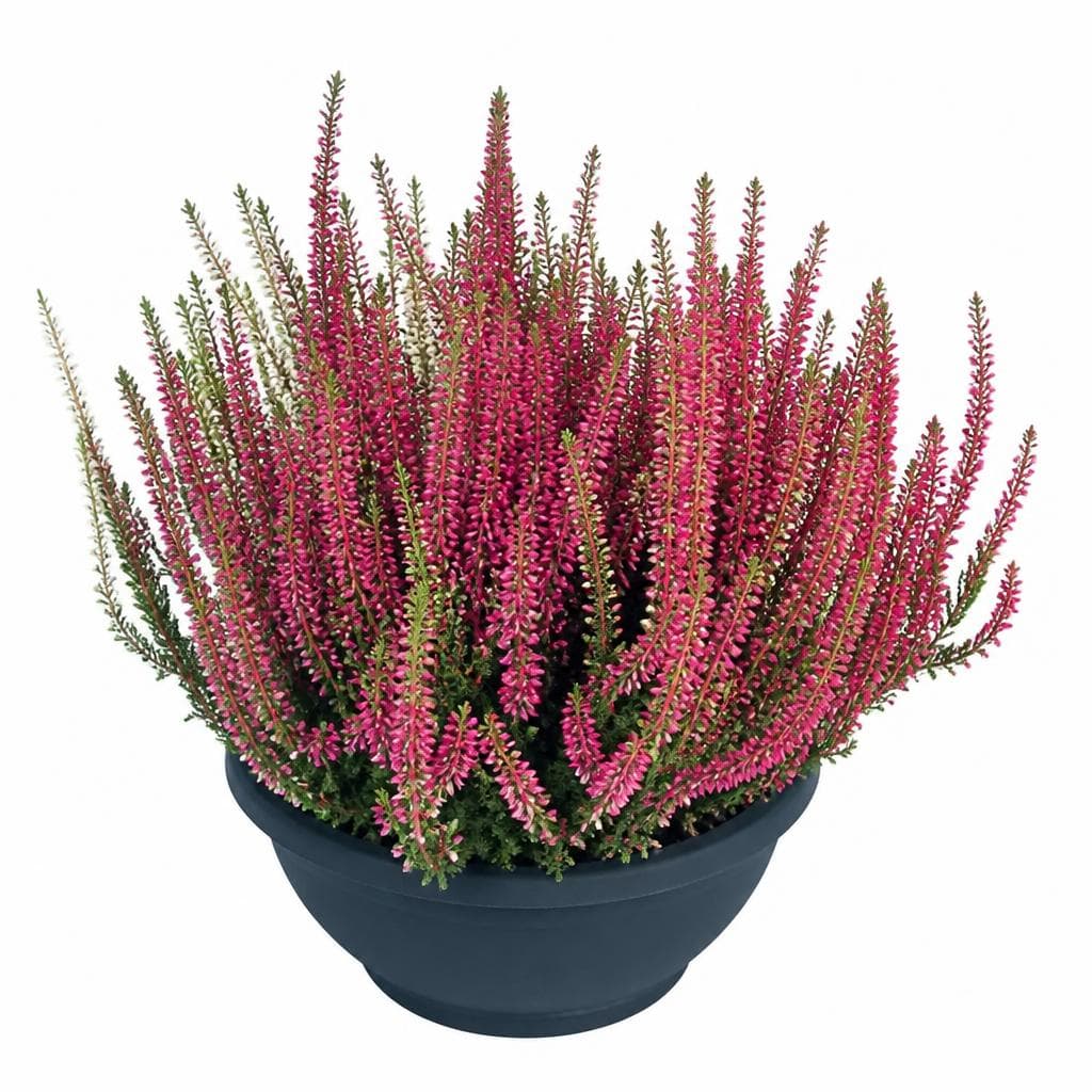 Calluna Twister/Fluffy XXL, 23-cm-Schale – Norma