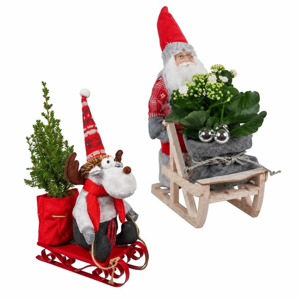 Bepflanztes Rentier/Weihnachtsschlitten – Hofer