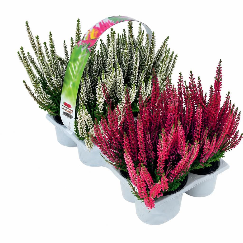 Callunen 'Beauty Ladies', im 4er-Tray – Hofer