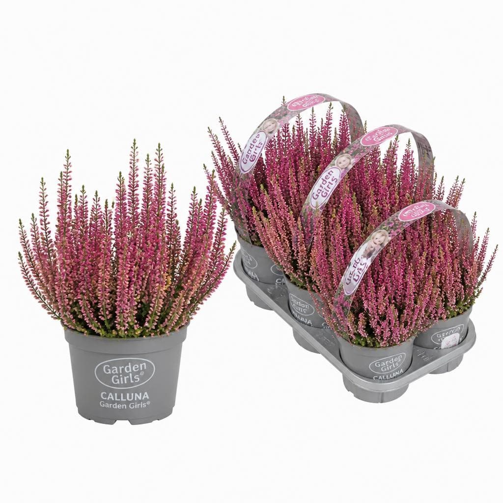 Premium Calluna Garden Girls "Late Line"/Herbstlavendel, 6er Tray – Norma