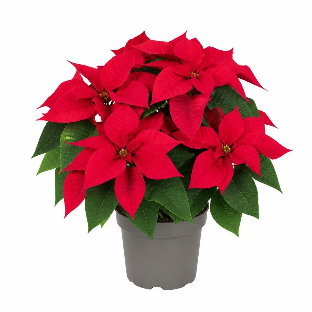 Weihnachtsstern – Bauhaus