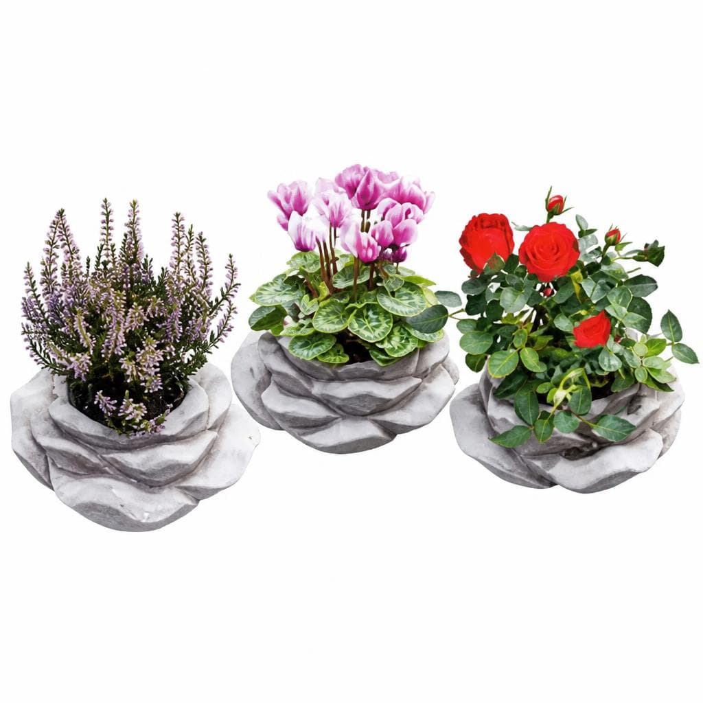 Bepflanzte Steinrose, Höhe ca. 10–15 cm – Norma