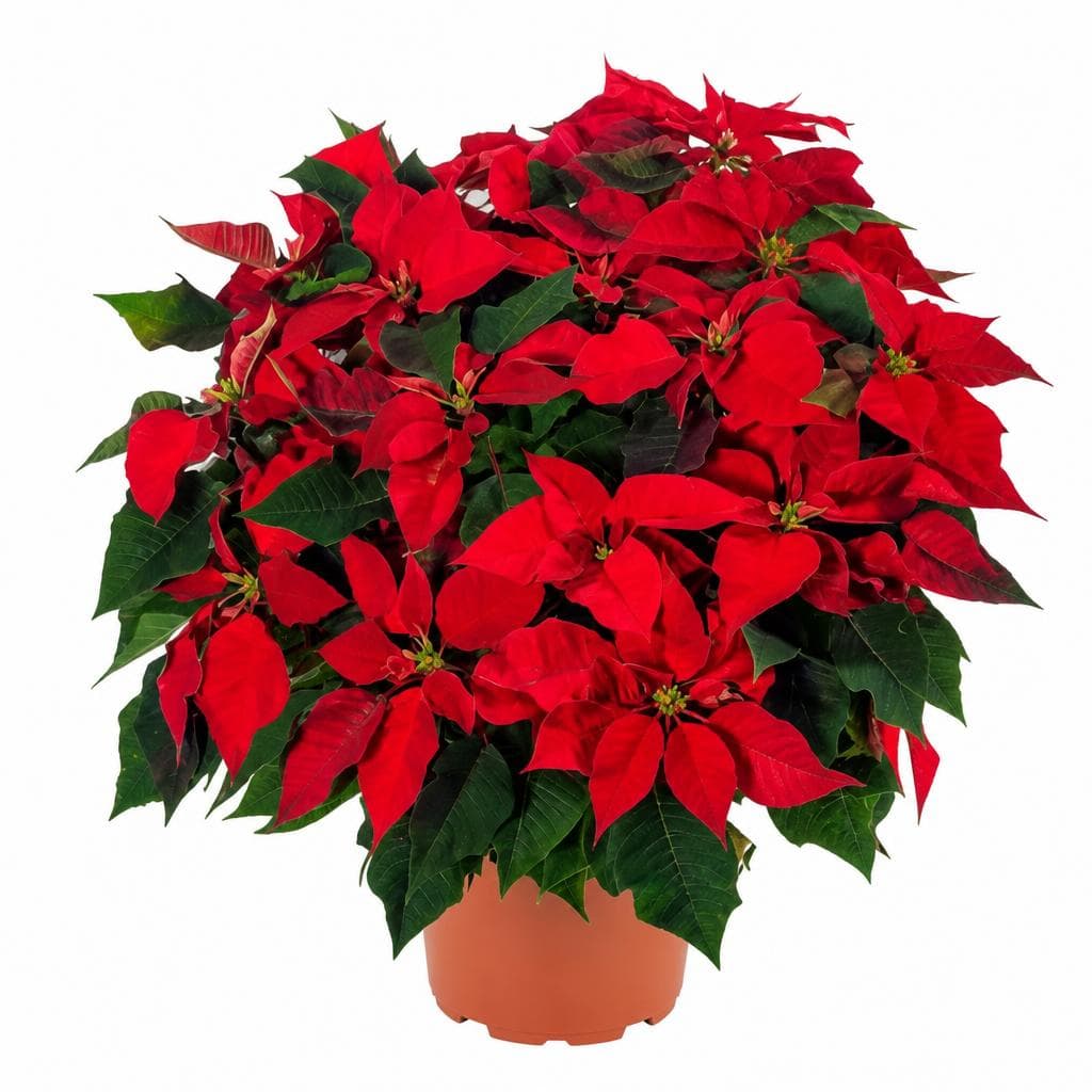 Weihnachtsstern XXL, 1 Stk. – Bauhaus