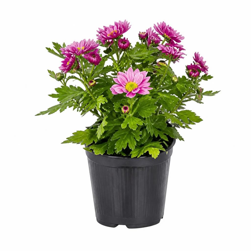Chrysantheme „Swifty Mini" Angebot bei Norma