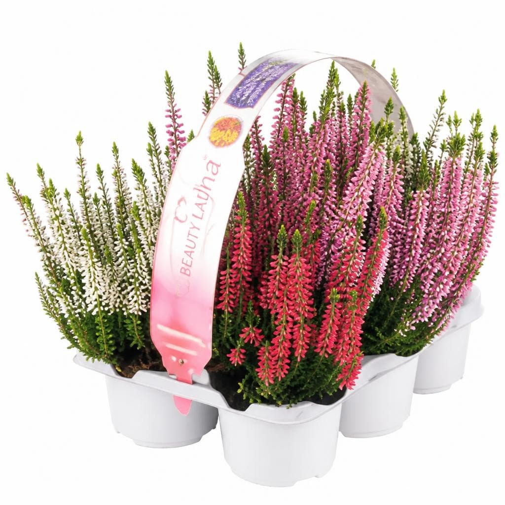 Calluna Beauty Ladies, 9 cm-Topf, 6er-Tray – Lagerhaus